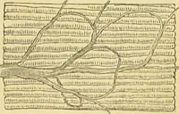 An illustration from The microscope: its history, construction, and application : being a familiar introduction to the use of the instrument and the study of microscopical sciences / by Jabez Hogg. (1869)