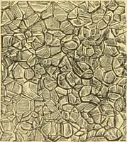 An illustration from The microscope: its history, construction, and application : being a familiar introduction to the use of the instrument and the study of microscopical sciences / by Jabez Hogg. (1869)
