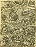 An illustration from The microscope: its history, construction, and application : being a familiar introduction to the use of the instrument and the study of microscopical sciences / by Jabez Hogg. (1869)