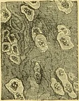 An illustration from The microscope: its history, construction, and application : being a familiar introduction to the use of the instrument and the study of microscopical sciences / by Jabez Hogg. (1869)