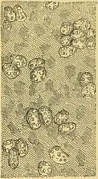 An illustration from The microscope: its history, construction, and application : being a familiar introduction to the use of the instrument and the study of microscopical sciences / by Jabez Hogg. (1869)