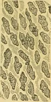 An illustration from The microscope: its history, construction, and application : being a familiar introduction to the use of the instrument and the study of microscopical sciences / by Jabez Hogg. (1869)