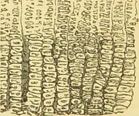 An illustration from The microscope: its history, construction, and application : being a familiar introduction to the use of the instrument and the study of microscopical sciences / by Jabez Hogg. (1869)