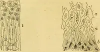 An illustration from The microscope: its history, construction, and application : being a familiar introduction to the use of the instrument and the study of microscopical sciences / by Jabez Hogg. (1869)