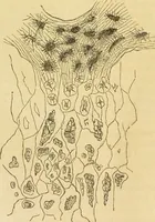 An illustration from The microscope: its history, construction, and application : being a familiar introduction to the use of the instrument and the study of microscopical sciences / by Jabez Hogg. (1869)