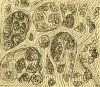 An illustration from The microscope: its history, construction, and application : being a familiar introduction to the use of the instrument and the study of microscopical sciences / by Jabez Hogg. (1869)