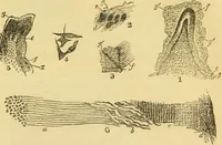An illustration from The microscope: its history, construction, and application : being a familiar introduction to the use of the instrument and the study of microscopical sciences / by Jabez Hogg. (1869)