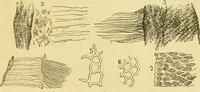 An illustration from The microscope: its history, construction, and application : being a familiar introduction to the use of the instrument and the study of microscopical sciences / by Jabez Hogg. (1869)