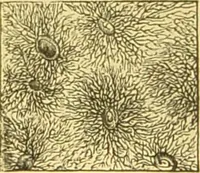 An illustration from The microscope: its history, construction, and application : being a familiar introduction to the use of the instrument and the study of microscopical sciences / by Jabez Hogg. (1869)