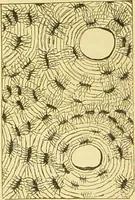 An illustration from The microscope: its history, construction, and application : being a familiar introduction to the use of the instrument and the study of microscopical sciences / by Jabez Hogg. (1869)