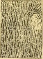 An illustration from The microscope: its history, construction, and application : being a familiar introduction to the use of the instrument and the study of microscopical sciences / by Jabez Hogg. (1869)