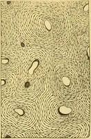 An illustration from The microscope: its history, construction, and application : being a familiar introduction to the use of the instrument and the study of microscopical sciences / by Jabez Hogg. (1869)