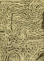 An illustration from The microscope: its history, construction, and application : being a familiar introduction to the use of the instrument and the study of microscopical sciences / by Jabez Hogg. (1869)