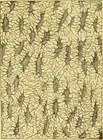 An illustration from The microscope: its history, construction, and application : being a familiar introduction to the use of the instrument and the study of microscopical sciences / by Jabez Hogg. (1869)