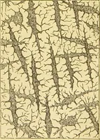 An illustration from The microscope: its history, construction, and application : being a familiar introduction to the use of the instrument and the study of microscopical sciences / by Jabez Hogg. (1869)
