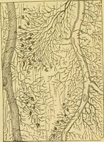 An illustration from The microscope: its history, construction, and application : being a familiar introduction to the use of the instrument and the study of microscopical sciences / by Jabez Hogg. (1869)
