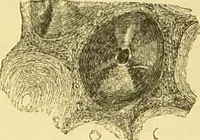 An illustration from The microscope: its history, construction, and application : being a familiar introduction to the use of the instrument and the study of microscopical sciences / by Jabez Hogg. (1869)