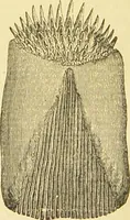 An illustration from The microscope: its history, construction, and application : being a familiar introduction to the use of the instrument and the study of microscopical sciences / by Jabez Hogg. (1869)