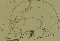An illustration from Instructions craniologiques et craniométriques de la Société d'anthropologie de Paris / par Paul Broca. (1875)