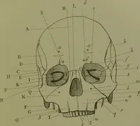 An illustration from Instructions craniologiques et craniométriques de la Société d'anthropologie de Paris / par Paul Broca. (1875)