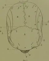 An illustration from Instructions craniologiques et craniométriques de la Société d'anthropologie de Paris / par Paul Broca. (1875)