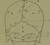 An illustration from Instructions craniologiques et craniométriques de la Société d'anthropologie de Paris / par Paul Broca. (1875)