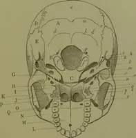 An illustration from Instructions craniologiques et craniométriques de la Société d'anthropologie de Paris / par Paul Broca. (1875)
