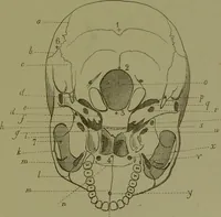 An illustration from Instructions craniologiques et craniométriques de la Société d'anthropologie de Paris / par Paul Broca. (1875)