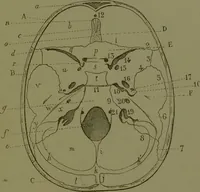 An illustration from Instructions craniologiques et craniométriques de la Société d'anthropologie de Paris / par Paul Broca. (1875)