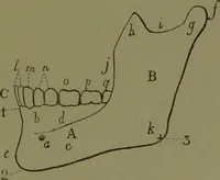 An illustration from Instructions craniologiques et craniométriques de la Société d'anthropologie de Paris / par Paul Broca. (1875)