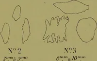 Picture 21 of 21 from Instructions craniologiques et craniométriques de la Société d'anthropologie de Paris / par Paul Broca. (1875), leaf 232