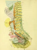 An illustration from John Gottlieb Walter's plates of the thoracic and abdominal nerves, reduced from the original, as published by order of the Royal Academy of Sciences at Berlin : accompanied by coloured explanations, and a descriptions of the par vagum, great sympathetic and phrenic nerves. (1804)