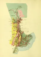 An illustration from John Gottlieb Walter's plates of the thoracic and abdominal nerves, reduced from the original, as published by order of the Royal Academy of Sciences at Berlin : accompanied by coloured explanations, and a descriptions of the par vagum, great sympathetic and phrenic nerves. (1804)
