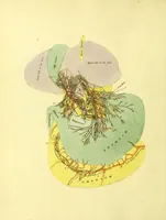 An illustration from John Gottlieb Walter's plates of the thoracic and abdominal nerves, reduced from the original, as published by order of the Royal Academy of Sciences at Berlin : accompanied by coloured explanations, and a descriptions of the par vagum, great sympathetic and phrenic nerves. (1804)