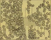 An illustration from The microscope : its history, construction, and application, being a familiar introduction to the use of the instrument, and the study of microscopical science / by Jabez Hogg. (1898)