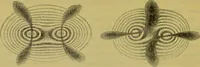 An illustration from The microscope : its history, construction, and application, being a familiar introduction to the use of the instrument, and the study of microscopical science / by Jabez Hogg. (1898)