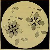 Picture 167 of 409 from The microscope : its history, construction, and application, being a familiar introduction to the use of the instrument, and the study of microscopical science / by Jabez Hogg. (1898), leaf 268