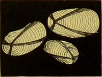 An illustration from The microscope : its history, construction, and application, being a familiar introduction to the use of the instrument, and the study of microscopical science / by Jabez Hogg. (1898)