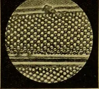 An illustration from The microscope : its history, construction, and application, being a familiar introduction to the use of the instrument, and the study of microscopical science / by Jabez Hogg. (1898)