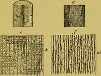 Picture 206 of 409 from The microscope : its history, construction, and application, being a familiar introduction to the use of the instrument, and the study of microscopical science / by Jabez Hogg. (1898), leaf 351