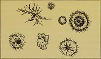 An illustration from The microscope : its history, construction, and application, being a familiar introduction to the use of the instrument, and the study of microscopical science / by Jabez Hogg. (1898)
