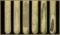 Picture 214 of 409 from The microscope : its history, construction, and application, being a familiar introduction to the use of the instrument, and the study of microscopical science / by Jabez Hogg. (1898), leaf 364