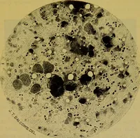 An illustration from The microscope : its history, construction, and application, being a familiar introduction to the use of the instrument, and the study of microscopical science / by Jabez Hogg. (1898)