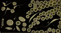 An illustration from The microscope : its history, construction, and application, being a familiar introduction to the use of the instrument, and the study of microscopical science / by Jabez Hogg. (1898)