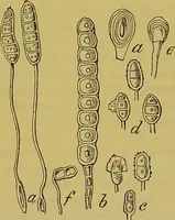 An illustration from The microscope : its history, construction, and application, being a familiar introduction to the use of the instrument, and the study of microscopical science / by Jabez Hogg. (1898)