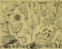 Picture 226 of 409 from The microscope : its history, construction, and application, being a familiar introduction to the use of the instrument, and the study of microscopical science / by Jabez Hogg. (1898), leaf 416