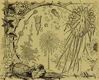An illustration from The microscope : its history, construction, and application, being a familiar introduction to the use of the instrument, and the study of microscopical science / by Jabez Hogg. (1898)