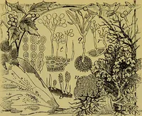 An illustration from The microscope : its history, construction, and application, being a familiar introduction to the use of the instrument, and the study of microscopical science / by Jabez Hogg. (1898)