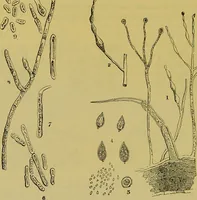 An illustration from The microscope : its history, construction, and application, being a familiar introduction to the use of the instrument, and the study of microscopical science / by Jabez Hogg. (1898)