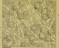 An illustration from The microscope : its history, construction, and application, being a familiar introduction to the use of the instrument, and the study of microscopical science / by Jabez Hogg. (1898)